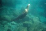Sea Lions pics taken by Amandah